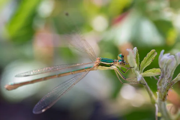 Green dragonfly in its natural environment — Stock Photo, Image