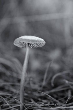 Ormanının içinde yalnız mantar