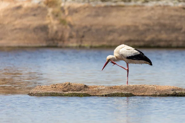 Stork in a lagoon — Stock Photo, Image