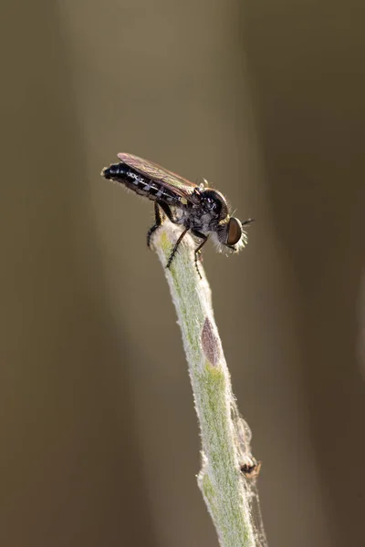 Dipterous. Fly druhů. — Stock fotografie