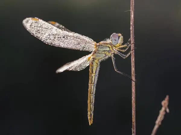 Libellen in ihrer natürlichen Umgebung fotografiert — Stockfoto