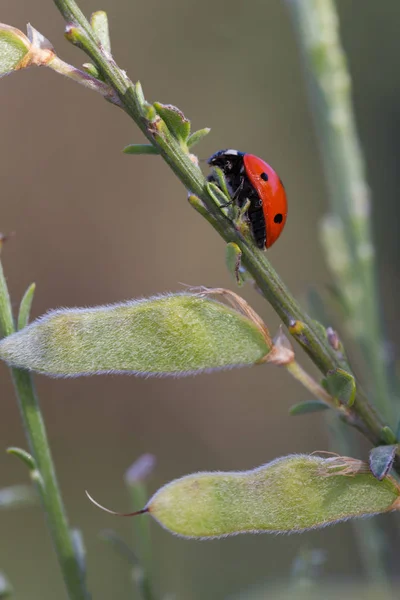 Ladybug in their natural environment — Stock Photo, Image