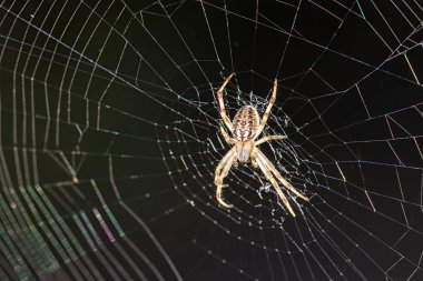 Örümceğin ağı