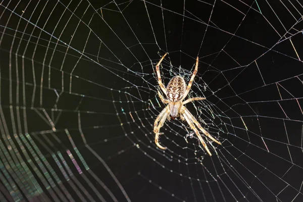 Örümceğin ağı