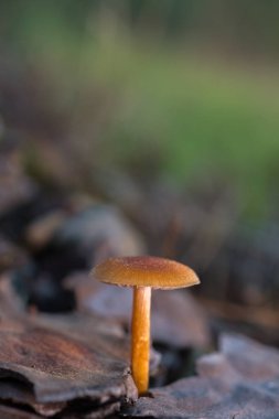 Küçük portakal mantar