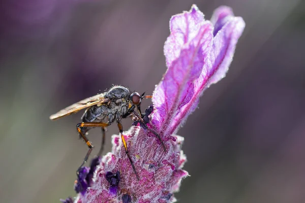 Espécies de Mosca Diptérica — Fotografia de Stock