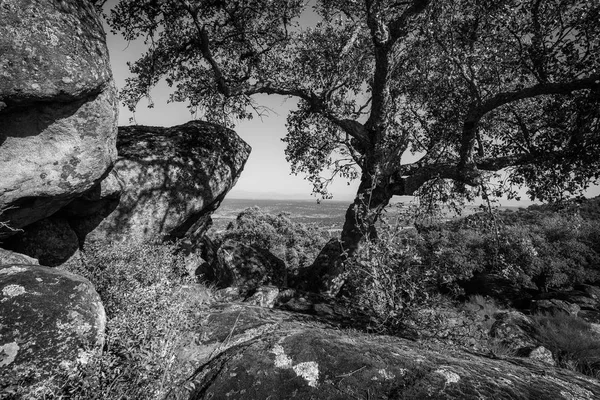 Plasencia Valcorchero