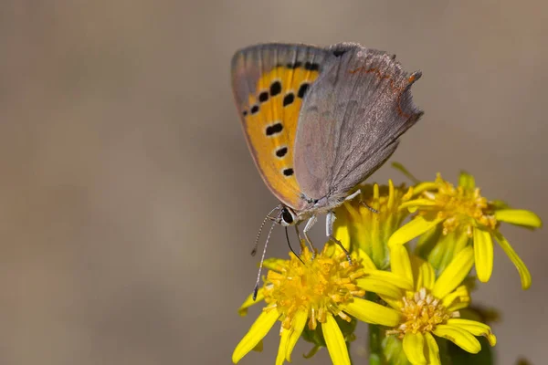Motyl w ich naturalnym środowisku — Zdjęcie stockowe