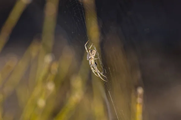 Spinnen in het web — Stockfoto