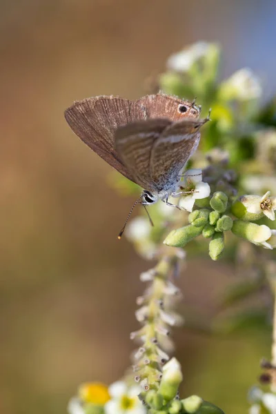 Motyl w ich naturalnym środowisku — Zdjęcie stockowe