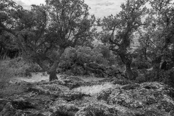 Valcorchero in Plasencia — Stockfoto