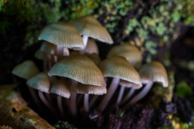 Mycena sp mantar 