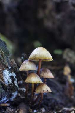 Mycena sp mantar 