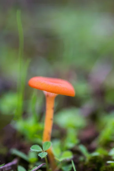 Pequeno cogumelo laranja — Fotografia de Stock