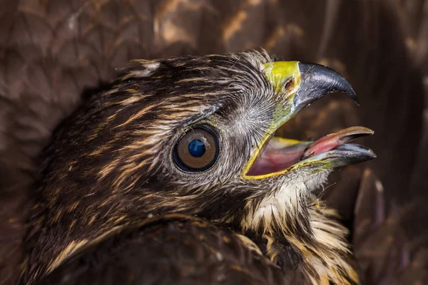 Common buzzard bird — Stock Photo, Image