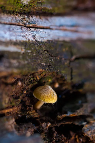 Petit champignon — Photo