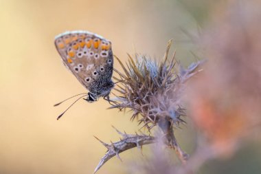 Polyommatus icarus
