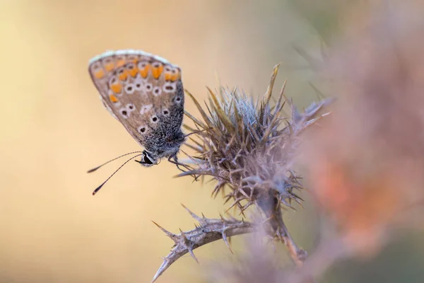 Poliommatus icarus — Zdjęcie stockowe