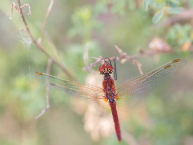 Kırmızı yusufçuk
