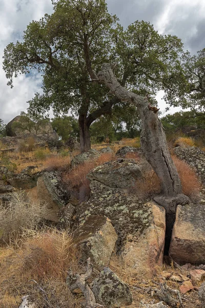 Valcorchero — Stok fotoğraf