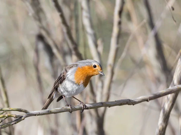 European robin — Stock Photo, Image