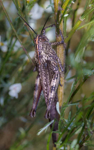 Grasshopper — Stock Photo, Image