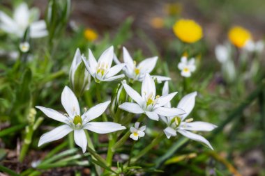 tükürük otu umbellatum