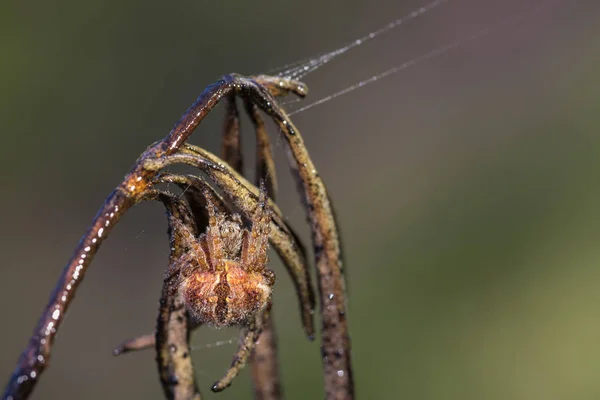 Spinnen — Stockfoto