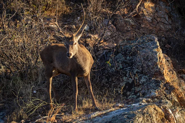 Monfrague Ulusal Parkı 'nda geyik. İspanya. — Stok fotoğraf