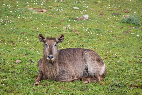 Waterbuck — Stok fotoğraf