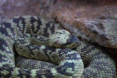 Crotalus molossus