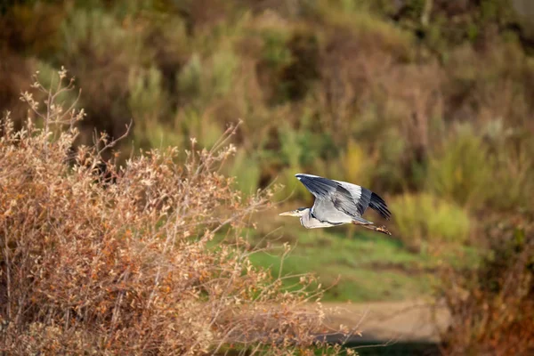 Reiger — Stockfoto