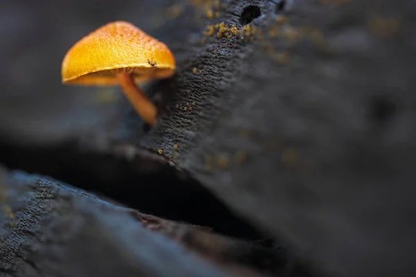 Pilz — Stockfoto