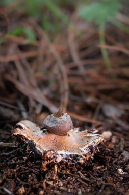 astraeus hygrometricus 