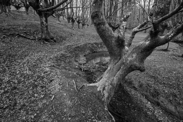 Otzarreta-beukenbos. — Stockfoto