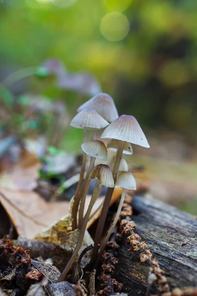 Маленькие грибы — стоковое фото