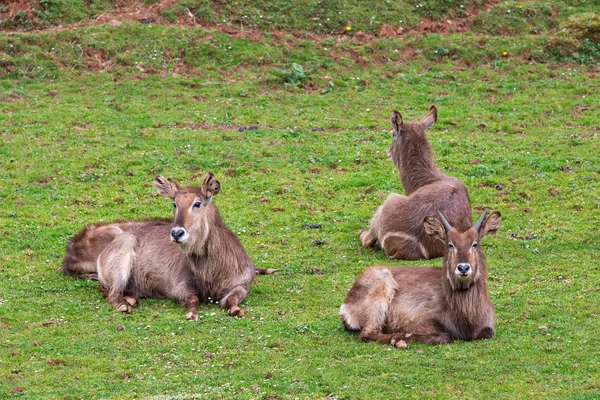 Waterbuck — 스톡 사진