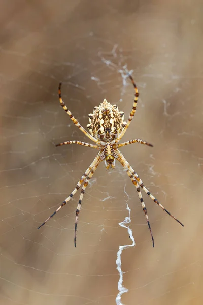 Argiope lobata — Stockfoto