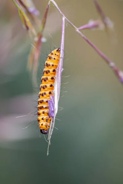 Tyria jacobaeae — Stok fotoğraf