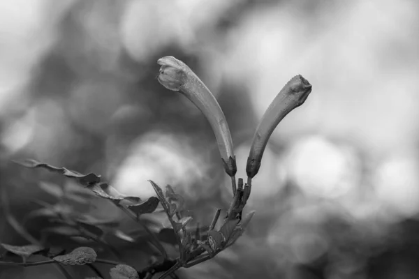 Dois botões — Fotografia de Stock