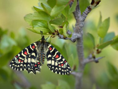 Zerynthia rumina. Kelebek doğal ortamında.