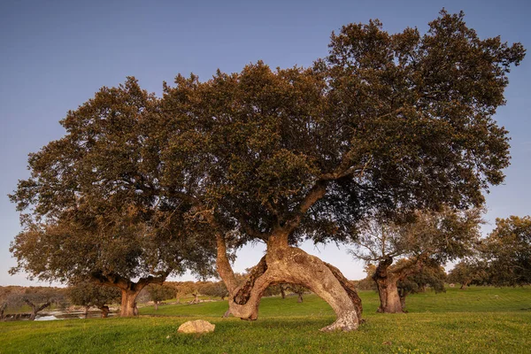 Paisaje Cerca Arroyo Luz Extremadura España — Foto de Stock