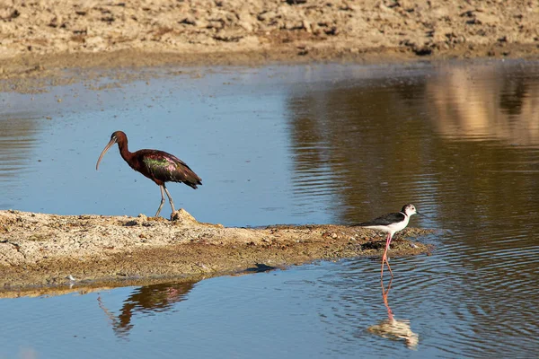 Glossy Ibis Black Winged Stilt Birds Natural Environment — Stock Photo, Image