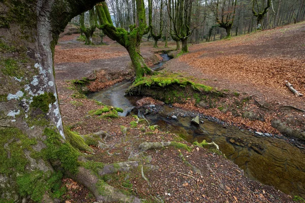 Bosque Haya Otzarreta Parque Natural Gorbea Bizkaia España — Foto de Stock