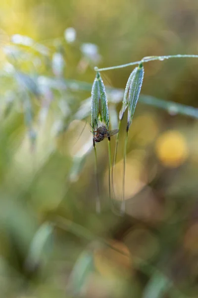 在自然环境中拍照的苍蝇 — 图库照片