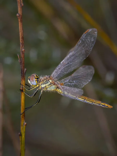 Dragonfly Fotograferad Sin Naturliga Miljö — Stockfoto