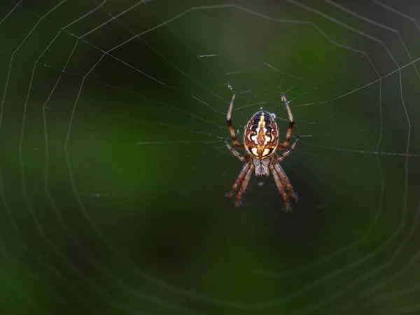 Neoscona Adianta Pavouk Svém Přirozeném Prostředí — Stock fotografie