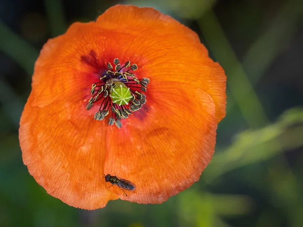 Poppy Met Zittend Insect Vervelend Zweefvliegen — Stockfoto