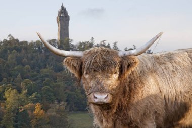 Arkanda Wallace Anıtı olan İskoçya ineği. Highland sığırları Ulusal Wallace Anıtı İskoçya 'da Stirling' e tepeden bakan Abbey Craig 'in omzunda duran bir kuledir. Sör William Wallace 'ın anısına, İskoç kahraman.