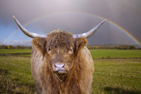 Highland cattle (Scottish Gaelic: B Ghidhealach; Scots: Heilan coo), also called long-haired Highland cattle, long-haired Scottish cattle, North Highland cattle, Scottish cattle, Scottish Highland cattle, and West Highland cattle